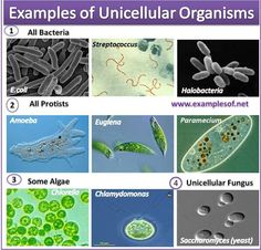 give an example of a unicellular organism