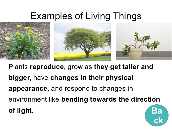 10 example of non living things