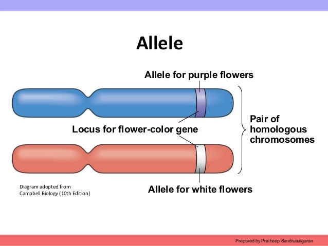 example of an allele and expample of a gene