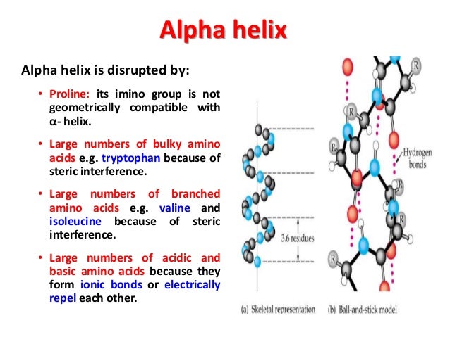 example of alpha helix and beta pleated sheet