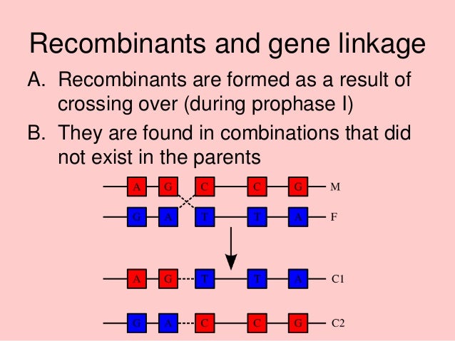 example of a cross between two linked genes