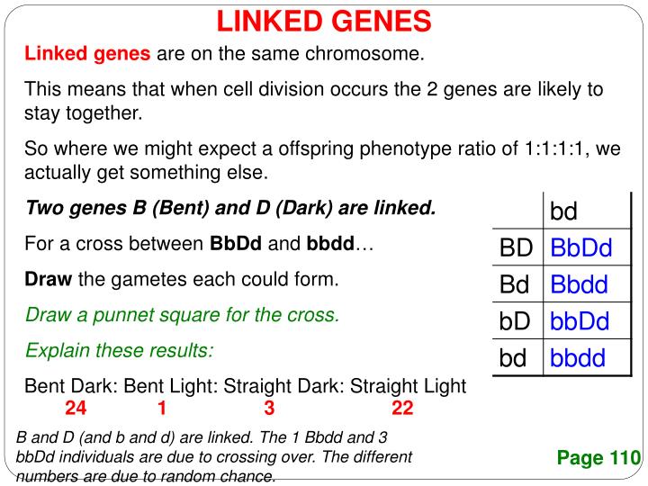 example of a cross between two linked genes
