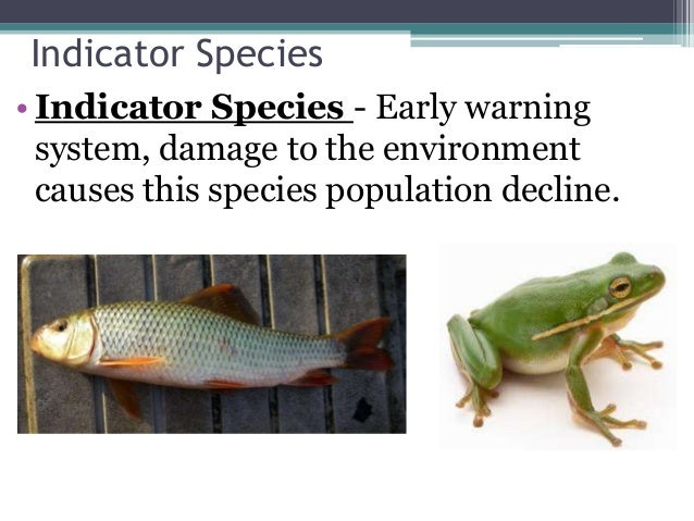 example of a generalist predator