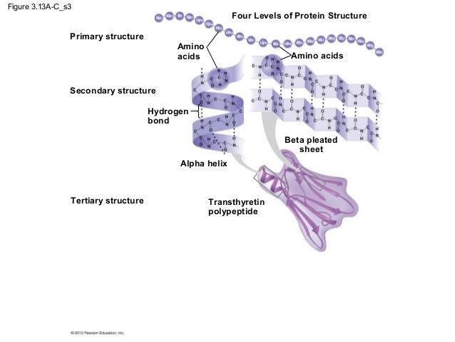 example of alpha helix and beta pleated sheet