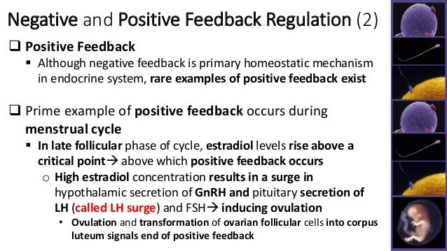 example of positive feedback and negative feedback