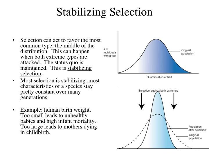 an example of stabilising selection would be