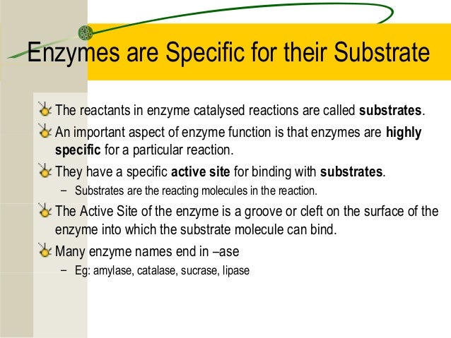 give an example of reaction catalysed by an enzyme